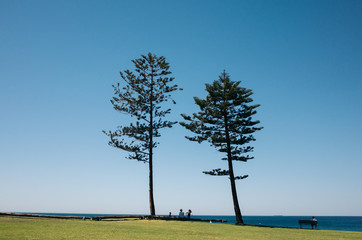 tree in the field, in front of beach 
