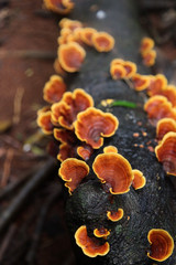 Brown-yellow-white Rot Bark Mushrooms On A Fallen Tree