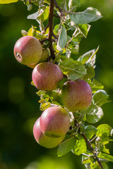 Aepfel (Malus) am Baum