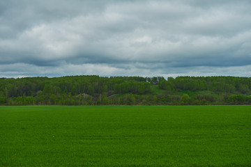 landscape with green field and overcast sky