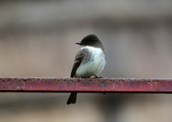 Eastern Phoebe