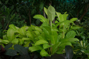 Philodendron 'Lemon Lime' 