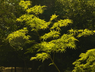 Acer palmatum