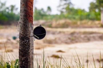 Tapping latex Rubber tree