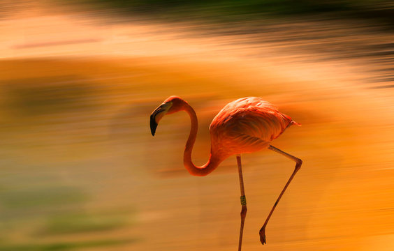 Flamengo