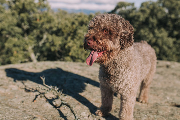 A pretty Spanish water dog is playing on a stone with her stick. She is carefully looking something in the landscape. The dog have a beautiful brunette curly hair.