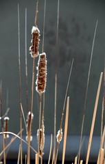fuzzy cattails and reeds in a water garden