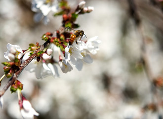A honeybee on the blossoms of a weeping cherry tree.