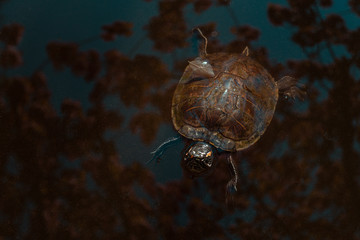 Turtles swimming in a pond