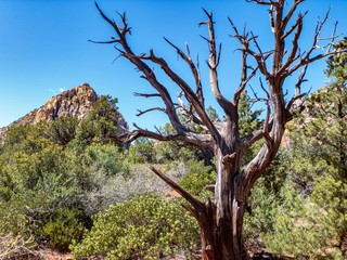 Fototapeta na wymiar Tree Shadowed by Red Rock Mountain