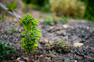 Small tree with sunlight