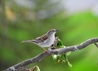 bird on branch