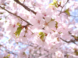 Fototapeta na wymiar 桜の空