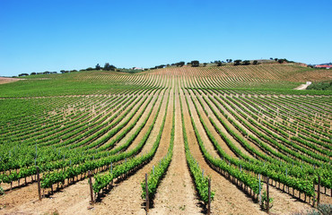  Vineyard at Portugal, Alentejo region