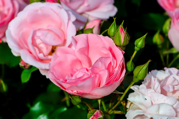 Flower of a bedrose called 