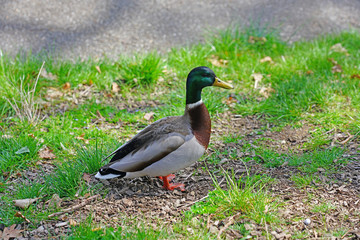 Naklejka na ściany i meble A wild mallard duck on the grass in Switzerland