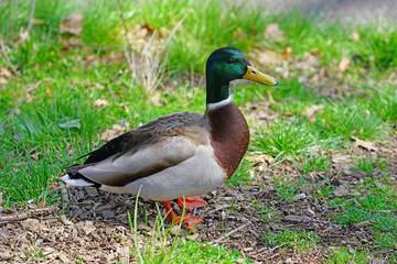 Naklejka na ściany i meble A wild mallard duck on the grass in Switzerland