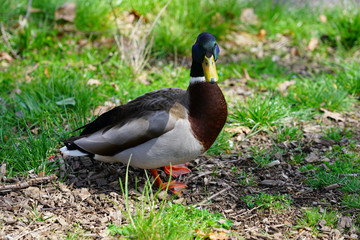 A wild mallard duck on the grass in Switzerland