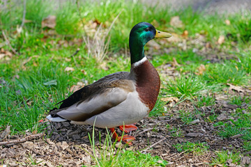 A wild mallard duck on the grass in Switzerland