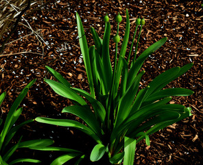 prebulb cr2019darrelljbanks