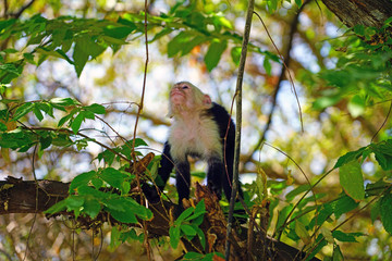 A white-headed capuchin monkey (cebus capucinus) on a fence  in Peninsula Papagayo, Guanacaste, Costa Rica