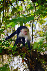 A white-headed capuchin monkey (cebus capucinus) on a fence  in Peninsula Papagayo, Guanacaste, Costa Rica
