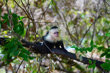 A white-headed capuchin monkey (cebus capucinus) on a fence  in Peninsula Papagayo, Guanacaste, Costa Rica