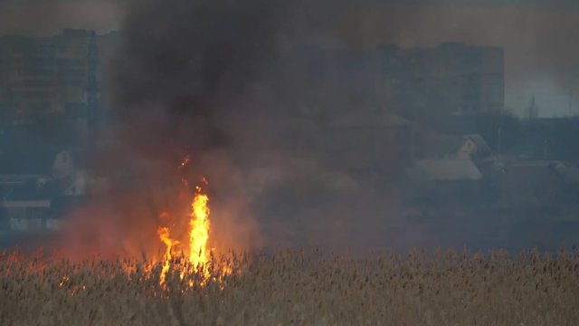 Glowing cattails of bulrush on the bank of the Dnipro in spring at night in slo-mo 