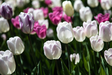 Tulips