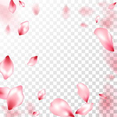 Pink sakura petals falling vector graphics.