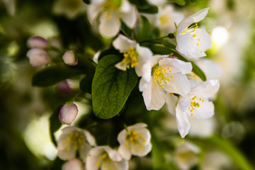 white flower blossoms