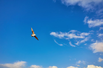 Seagull flying on clear blue sky