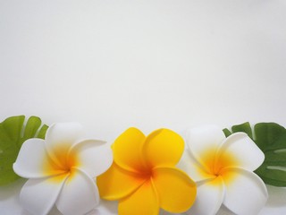プルメリアの花のフレーム、白背景