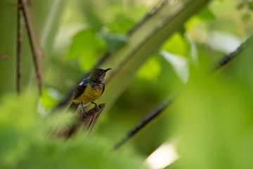 Brown-throated sunbird, Plain-throated sunbird, bird on the nest