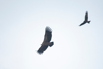 Himalayan griffon vulture on sky, Thailand