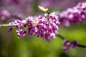 purple flower blossoms