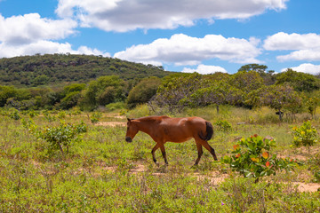 cavalo pastando no nordeste do brasil (Piauí)
