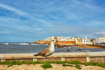 Fototapeta na wymiar Sea-gull guard the fortress of Essaouira, Morocco.