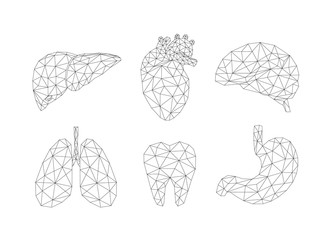 Set of abstract polygonal line human internal organs. Medicine concept. Vector Illustration isolated on white background.