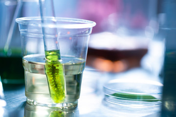Scientists are developing research on algae. Bio-energy, biofuel, energy research
