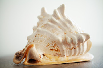 Sea concept. Sea shell on wood background