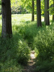 Obraz premium 森の中の小道