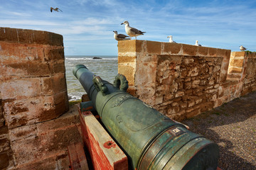 Fototapeta na wymiar Sea-gull guard the fortress of Essaouira, Morocco.