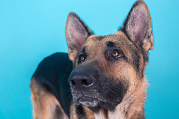 studio german shepherd dog portrait