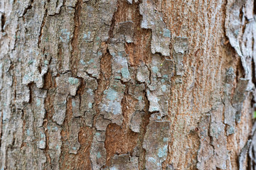 texture background of tree bark