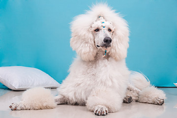 studio giant white poodle portrait