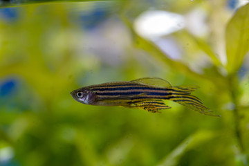 fish in the aquarium