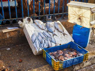 Real fish market and fresh fish, seafood from Atlantic ocean