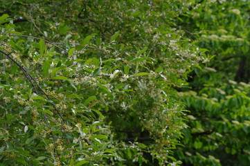 白い花を咲かせた樹木