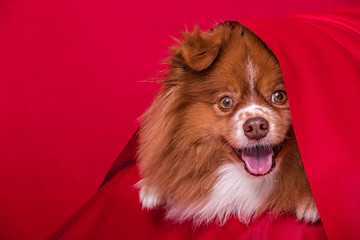 studio portrait pomeranian dog